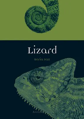 Lucertola - Lizard