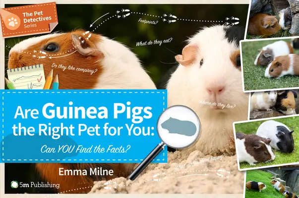I porcellini d'India sono l'animale domestico giusto per te? Puoi trovare i fatti? - Are Guinea Pigs the Right Pet for You: Can You Find the Facts?