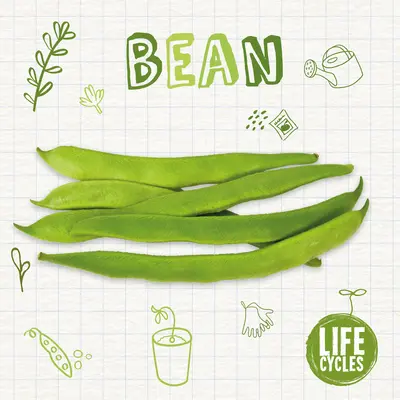 Fagiolo - Bean