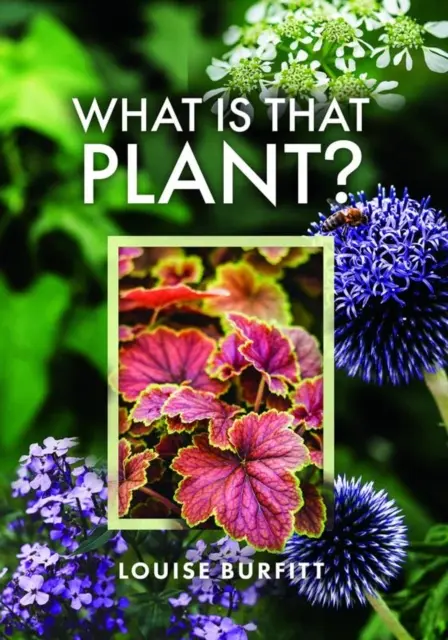 Cos'è quella pianta? - What Is That Plant?