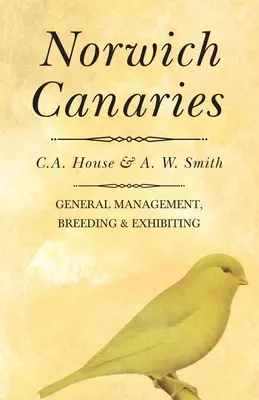 Canarini di Norwich - Norwich Canaries