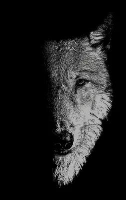 In compagnia dei lupi: Lupi mannari, lupi e bambini selvaggi - In the Company of Wolves: Werewolves, Wolves and Wild Children