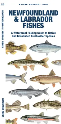 Pesci di Terranova e del Labrador: Guida pieghevole e impermeabile alle specie d'acqua dolce autoctone e introdotte - Newfoundland & Labrador Fishes: A Waterproof Folding Guide to Native and Introduced Freshwater Species