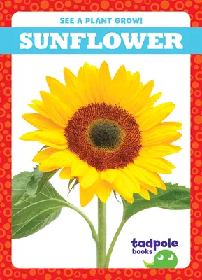 Girasole - Sunflower