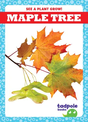 Albero d'acero - Maple Tree
