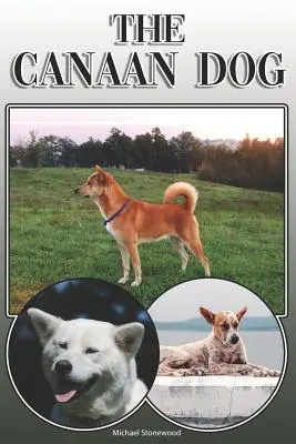 Il cane di Canaan: Una guida completa ed esaustiva per i proprietari: Acquistare, possedere, salute, toelettatura, addestramento, obbedienza, comprensione e - The Canaan Dog: A Complete and Comprehensive Owners Guide To: Buying, Owning, Health, Grooming, Training, Obedience, Understanding and