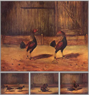 L'allevamento e la gestione dei galli da combattimento - The Breeding and Management of Fighting Cocks