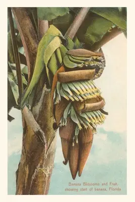Diario d'epoca Fiori di banana, Florida - Vintage Journal Banana Blossom, Florida