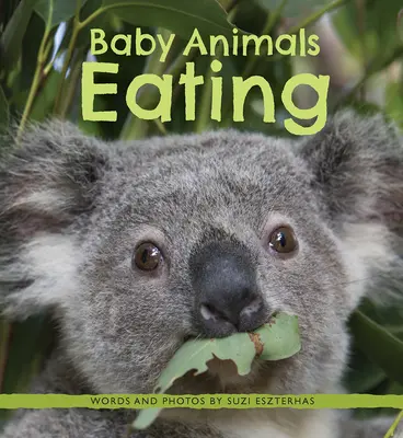 Baby animali che mangiano - Baby Animals Eating
