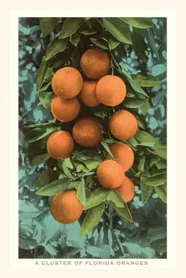 Diario d'epoca Arance della Florida - Vintage Journal Florida Oranges