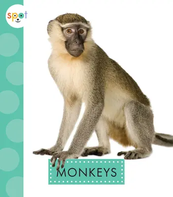 Scimmie - Monkeys