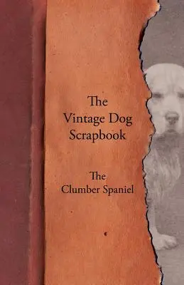 L'album d'epoca dei cani - Il Clumber Spaniel - The Vintage Dog Scrapbook - The Clumber Spaniel