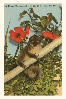 Diario d'epoca Loris lento, Hibiscus, Florida - Vintage Journal Slow Loris, Hibiscus, Florida