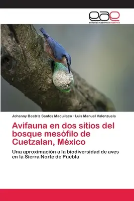 Avifauna in due siti del bosco mesfilo di Cuetzalan, Messico - Avifauna en dos sitios del bosque mesfilo de Cuetzalan, Mxico