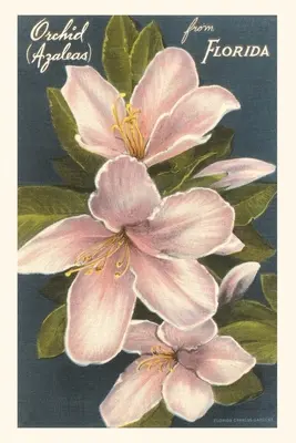 Diario d'epoca Orchidee azalee, Florida - Vintage Journal Orchid Azaleas, Florida