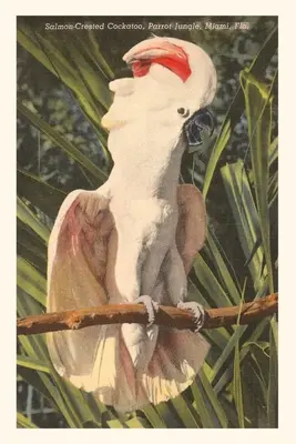 Diario d'epoca Cacatua dalla cresta di salmone, Florida - Vintage Journal Salmon-Crested Cockatoo, Florida