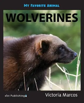 Il mio animale preferito: Ghiottoni - My Favorite Animal: Wolverines