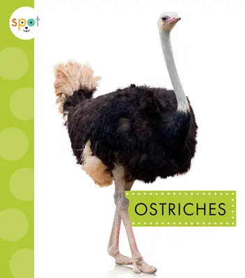 Struzzi - Ostriches