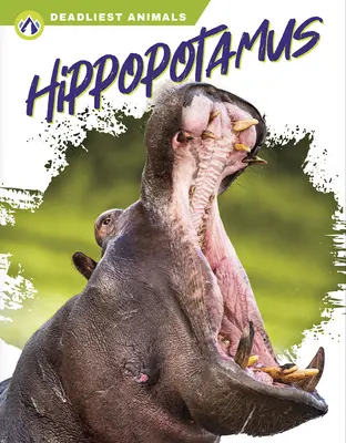 Ippopotamo - Hippopotamus