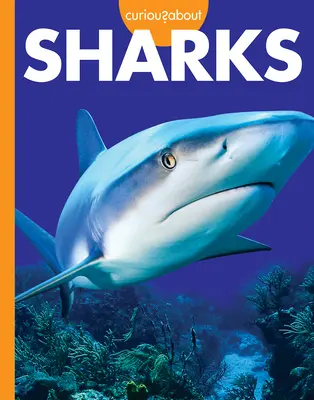 Curiosi di squali - Curious about Sharks