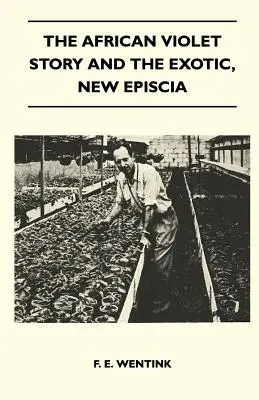 La storia della violetta africana e l'esotico, New Episcia - The African Violet Story And The Exotic, New Episcia