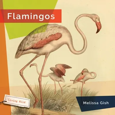 Fenicotteri - Flamingos