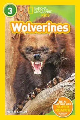Lettori geografici nazionali: I ghiottoni - National Geographic Readers: Wolverines